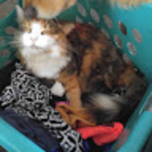 Meet your Posher, Beth